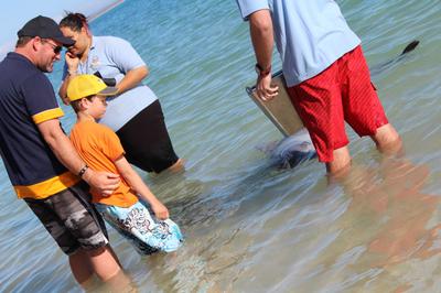 Feeding The Dolphins.